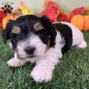 Caleb, Biewer Terrier Puppy